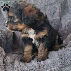 Sage/Mini Bernedoodle									Puppy/Female	/7 Weeks,Say hello to this beautiful f2 mini bernedoodle puppy,  he is expected to be between 30 n 40lbs when grown,  