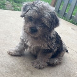 Adopt a dog:Pug x Maltese /Mixed Breed/Female/Sex: Male,Here I have a little boy available to leave on the 22nd of June 2026 I have the mum and my mum has the dad it was an accident as she looked after my dog while I went on holiday and he managed to catch her, the mum is a full breed pug and the dog is a full bread Maltese. He is currently up to date on worming he will be flead wormed and microchipped the day he leaves, he has been brought up with other dogs and my 2 children which they are 2 and 1, if you would like any more information please don’t hesitate to get in contact. He is also eating and drinking on his own, he hasn’t been vaccinated but I’m more than happy to have his first injection done with a health check Thank you for taking your time to read