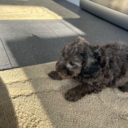 Stunning F1B cockapoo pups/Cockapoo/Female/Sex: Mixed Litter,A stunning litter of 5 cockapoo pups now searching for their new home . There is 3 boys and 2 girls . Mum is our family pet cockapoo and she has done brilliantly raising them . Dad was a poodle stud we chose to use and pictured can be seen of him at viewings along with his health check paperwork . Pups will be microchipped before leaving for their new homes with card provided. They have been wormed to date and checked for fleas on a regular basis . They are eating and drinking well also . They are coming from a family home so very familiar with kids and household noises . I have started to introduce the use of puppy pads but still hit and miss at this age . Amy more questions or to arrange a viewing please message .