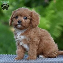 Tabitha/Cavapoo									Puppy/Female	/8 Weeks,To contact the breeder about this puppy, click on the “View Breeder Info” tab above.