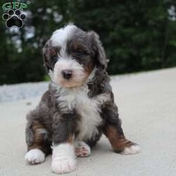 Sophia/Mini Bernedoodle									Puppy/Female	/6 Weeks,our pups are F1b Mini-bernedoodle they will be more curly haired , and stay 20-35 lbs full grown. they are  well lovedand socialized  get playtime with kids and adults daily.  they are upto date on vaccines -dewormer , we have a vet appointment scheduled. 