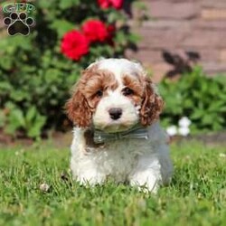 Baxter/Cockapoo									Puppy/Male	/7 Weeks,Hi, my name is Baxter! I am a sweet and lovable F1 Cockapoo puppy with a playful personality and a heart full of affection. I love spending my days exploring, playing with toys, and cuddling up with my favorite people. My gentle nature and friendly attitude make me a wonderful companion for families, couples, or anyone looking for a loyal best friend. I come from wonderful parents with great temperaments and charming personalities.