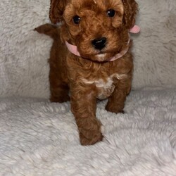 Toy poodles puppies for sale/Toy Poodle/Female/Sex: Female,Here we have a beautiful letter of four toy poodle puppies what our girl Sandy brought into this world the 11th of May 2026 puppies are all healthy and well they are friendly kind loving cuddle very playful and willing to know they have such soft smooth coats they get handled daily by my children and me 