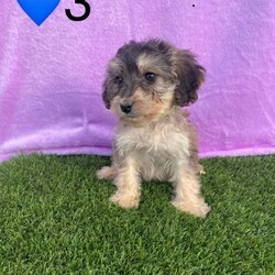 Adopt a dog:Minature cockerpoo 6 left/Cockapoo/Female/Sex: Mixed Litter,Our beautiful Lola has had 8 stunning puppies. Dad is a Minature poodle. They are used to house noise and children and would create the perfect pet. Each puppy comes with a starter pack. They have been wormed deflead microchipped and also have had a vet check and there first ja