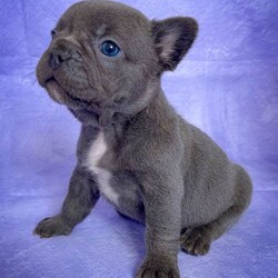 Adopt a dog:Adorable puppies/French Bulldog/Female/Sex: Mixed Litter,Chunky and Cheerful girls and boys beautiful colours,raised in a loving family, ready to go to their forever homes from 20 of June. All puppies will be microchipped,vaccinated,treated for worms and fleas and will go with a full paperwork including a health check. Mum and dad are health tested clear for genetic diseases. We are looking for responsible owners. Please message if you’re interested.