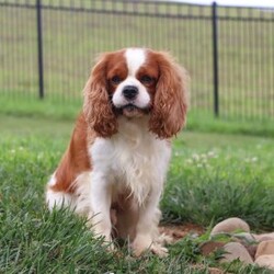 Ember/Cavalier King Charles Spaniel									Puppy/Female	/8 Weeks,Hi, my name is Ember! I’m an adorable AKC Registered Cavalier King Charles Spaniel with a sweet, loving personality and a heart full of affection. I love spending my days playing with toys, exploring new things, and soaking up all the attention I can get. Whether I’m romping around during playtime or snuggled up beside my favorite people, I’m happiest when I’m sharing love and making memories.