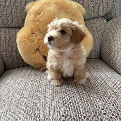 Adopt a dog:Cavamaltipoo for sale - 1 boy left /Maltipoo/Female/Sex: Male,We are so pleased to be welcoming our Ruby’s beautiful puppies. Born 17th April and due to leave 12th June. 3 boys and 2 girls.