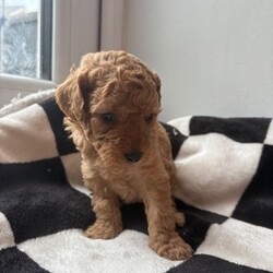 Adopt a dog:(2 black girls left £850 ready to leave) Double doodles for sale /Double Doodle/Female/Sex: Mixed Litter,Zaya gave birth to her beautiful litter on 5th April! She’s a proud mum of 7 gorgeous pups. 4 girls, 3 boys!