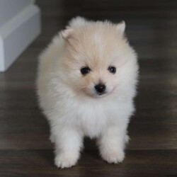 Riley/Pomeranian									Puppy/Male	/8 Weeks,To contact the breeder about this puppy, click on the “View Breeder Info” tab above.