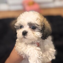 Adopt a dog:Malshi puppies /Malshi/Female/Sex: Mixed Litter,Puppies looking for a new home, they have 8 weeks old, they have first vaccine, flea and worms treatment