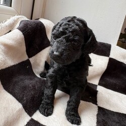 Adopt a dog:(2 black girls left £850 ready to leave) Double doodles for sale /Double Doodle/Female/Sex: Mixed Litter,Zaya gave birth to her beautiful litter on 5th April! She’s a proud mum of 7 gorgeous pups. 4 girls, 3 boys!