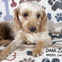 Taffy/Cavapoo									Puppy/Female	/9 Weeks,Taffy is a red Cavapoo puppy born on April 16, 2026. She is a sweet girl who likes to cuddle and enjoys playing with her littermates. She is looking for her forever family … could that be you?