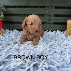 Adopt a dog:F1b cockapoo puppies/Cockapoo/Female/Sex: Mixed Litter,We have 7 beautiful bundles of joy ready to find their new homes . They will be ready to leave W/C 15/06/26