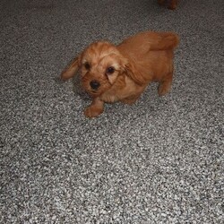 7 Cavapoo puppy’s for sale /Cavapoo/Female/Sex: Mixed Litter,My beautiful pet lady has had 7 Cavapoo puppy’s, 5 girls and 2 boys!! We’re so happy but unfortunately can’t afford to keep them all, looking for loving homes. Ready to go in 2 weeks. 
