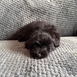 Stunning Pomapoos 2 MALES left/Pomapoo/Female/Sex: Mixed Litter,I am very pleased to announce our gorgeous red toy-poodle Lily has given birth to six healthy pomapoo baby’s.