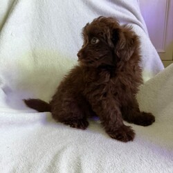 Stunning Pomapoos 2 MALES left/Pomapoo/Female/Sex: Mixed Litter,I am very pleased to announce our gorgeous red toy-poodle Lily has given birth to six healthy pomapoo baby’s.