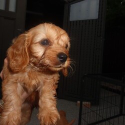 7 Cavapoo puppy’s for sale /Cavapoo/Female/Sex: Mixed Litter,My beautiful pet lady has had 7 Cavapoo puppy’s, 5 girls and 2 boys!! We’re so happy but unfortunately can’t afford to keep them all, looking for loving homes. Ready to go in 2 weeks. 