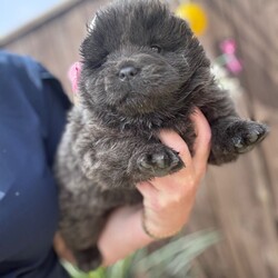 Adopt a dog:Chow chow/Chow Chow/Female/Sex: Mixed Litter,Ready to leave now eight week old Chow Chow puppies four boys and one girl beautiful puppies true to their breed with a blue tongue