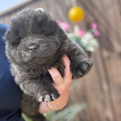 Adopt a dog:Chow chow/Chow Chow/Female/Sex: Mixed Litter,Ready to leave now eight week old Chow Chow puppies four boys and one girl beautiful puppies true to their breed with a blue tongue