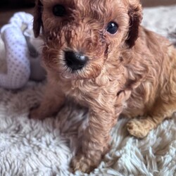 Adopt a dog:Stunning cockapoo puppie a/Cockapoo/Female/Sex: Mixed Litter,Our precious girl lLyra a cockopoo with a deep red curly coated cockapoo. The first and only litter of six stunning cockapoo puppies..