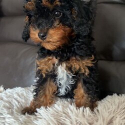 Adopt a dog:F2B Cavapoo puppies /Cavapoo/Female/Sex: Male,My gorgeous, Tinkerbell on the 27th  of March, gave birth to 4 healthy babies! 1 girl and 3 boy