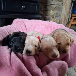 Beautiful Cockapoo Puppies For Sale /Cockapoo/Female/Sex: Mixed Litter,Beautiful cockapoo puppies for sale 3 Boys and 3 Girls Available They have fantastic personality's and are used to children and family life. Mum is a chocolate cockapoo, and can be seen, as she is our very loved family pet. Farther is a kc registered Apricot miniature poodle. The puppies are 4 weeks old and are ready to leave and find there forever homes at 8 weeks old on the 10th July 2026 They are microchipped, and fully up to date with worming. and have been health checked by the vet. Deposit can secure.