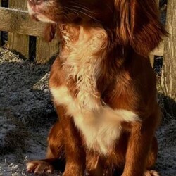 Two stunning KC reg Cocker Spaniel bitch puppies for sale (WCS)/Cocker Spaniel/Female/Sex: Female,Our home bred girl has had a stunning, healthy litter of puppies.