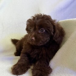 Stunning Pomapoos 2 MALES left/Pomapoo/Female/Sex: Mixed Litter,I am very pleased to announce our gorgeous red toy-poodle Lily has given birth to six healthy pomapoo baby’s.