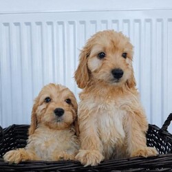 Miniature cockapoo puppies PRA Clear show type/Cockapoo/Female/Sex: Male,Hi I am now taking viewings for my beautifully litter of miniature PRA clear cockapoo puppies Mum sandy has been amazing she's a show type cocker spaniel our family pet. Dad’s also our family pet his a toy poodle who loves to play. Puppies are all up-to-date with worming and fleeing and  also microchipped. Mum and dad can both be seen when visiting puppies please feel free to give me a call to arrange a viewing or for any more information thank you. 