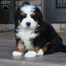 Jax/Mini Bernedoodle									Puppy/Male	/7 Weeks,Jax is a handsome big boy. He will be a loving , loyal addition to your family.  