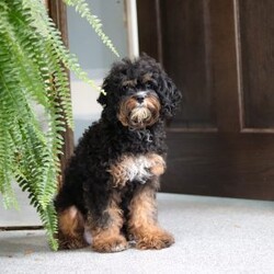 Tucker/Cavapoo									Puppy/Male	/11 Weeks,Meet Tucker, a F1B cavapoo! He’s full of energy, curiosity, and unconditional love, always ready to explore, chase toys, and discover something new. When the day winds down, he’s happiest curled up close, soaking in every cuddle with his sweet, gentle nature. His petite size makes him even more special, offering the perfect blend of affection, fun, and charm. He’ll make a wonderful companion for families, singles, or anyone looking for a loyal little friend.