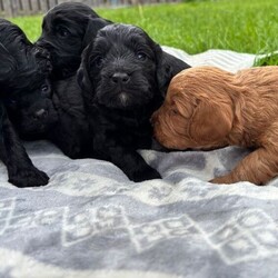 F1 cockapoo puppies /Cockapoo/Female/Sex: Male,We have a beautiful litter of F1 cockapoo puppies, looking for their new home at the start of July - just in time for the start of the school holidays!