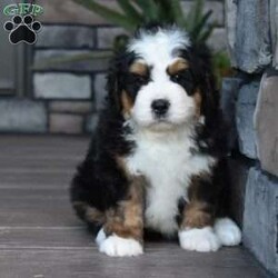 Jax/Mini Bernedoodle									Puppy/Male	/7 Weeks,Jax is a handsome big boy. He will be a loving , loyal addition to your family.  