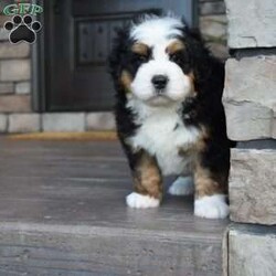 Jax/Mini Bernedoodle									Puppy/Male	/7 Weeks,Jax is a handsome big boy. He will be a loving , loyal addition to your family.  