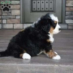 Jax/Mini Bernedoodle									Puppy/Male	/7 Weeks,Jax is a handsome big boy. He will be a loving , loyal addition to your family.  