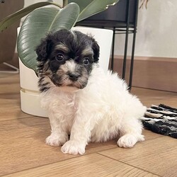 Dillon/Havanese									Puppy/Male	/9 Weeks,    Hi, I’m Dillon! I’m a handsome AKC Registered Havanese boy with a beautiful black and white coat, sparkling eyes, and a sweet personality that loves attention! I’ve been raised with lots of love and care, and now I’m searching for a forever family to call my own. I’m up to date on all my shots and dewormings, have been microchipped, and come with a health guarantee so you can feel confident bringing me home. I love cuddles, playtime, and being right by your side wherever you go! No matter where you live, delivery is available right to your door in most areas, making it easy for me to become part of your family. Contact today: I can’t wait to meet you and fill your home with love, puppy kisses, and lots of happy memories! 