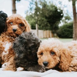 Adopt a dog:F1 Miniature Cavapoo Puppies For Sale/Cavapoo/Female/Sex: Mixed Litter,2 red girls, 1 black boy, 1 grey boy and 1 red boy F1 Cavapoo puppies for sale.