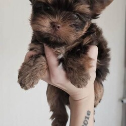 2 Chocolate Yorkshire Terrier Puppies boys/Yorkshire Terrier/Female/Sex: Male,Beautiful Chocolate Yorkshire Terrier Puppies – Ready for change home 18 may
