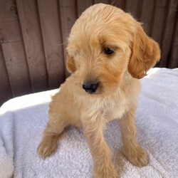 Beautiful Cocker poo/Cockapoo/Female/Sex: Mixed Litter,we have a beautiful litter of cockapoo puppies waiting for there for homes we have  three  girls Mum and dad-can both be seen. They are family pets  puppies will be microchip  wormed    and treated for fleas They are very friendly and very playful. Used to all household noises and children and cats if you would like any more information, please contact us.