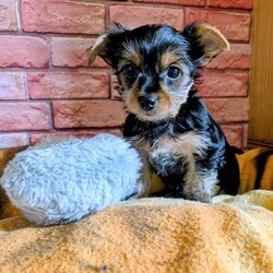 Adopt a dog:Yorkshire terriers puppies /Yorkshire Terrier/Female/Sex: Mixed Litter,Yorkshire terrier puppies, only 1 small girl left, look at them how wonderful they are with doll faces, Yorkshire dogs do not cause allergies to people, they do not shed. Yorkshire terriers are wonderful companions for people, all puppies will be small, puppies grow up with children and cats, we are looking for the best loving homes, you can reserve a puppy you like now, after booking I will send you videos and photos so you can see how they grow. (The deposit is non-refundable if you change your mind) Both parents are registered IKC and have pedigree documents, the puppies will not be registered. PUPPIESworming from two weeks old with panacur, every two weeks worming.Please only apply if you are serious about acquiring a new family member. Thank you.