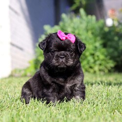 Amy/French Bulldog									Puppy/Female	/9 Weeks,Meet Amy, an absolutely adorable AKC French Bulldog puppy with a charming personality and a heart full of love! This precious little girl is playful, affectionate, and always ready to brighten your day with her sweet nature and adorable expressions. She enjoys exploring her surroundings, playing with her favorite toys, and soaking up attention from everyone she meets. With her beautiful coat, signature Frenchie ears, impressive big rope nose, and irresistible face, Amy is sure to steal hearts wherever she goes. Raised with lots of love and attention in a veterinarian’s home, she has been well-socialized and given the very best start in life. Whether she’s cuddling up for snuggles or entertaining everyone with her playful antics, Amy brings joy to every moment.