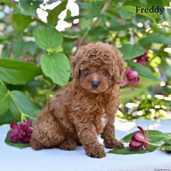 Freddy/Toy Poodle									Puppy/Male	/8 Weeks