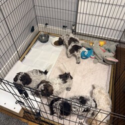Adopt a dog:Lagotto Romagnolo, Italian water dog /Lagotto Romagnolo/Female/Sex: Mixed Litter,We have two puppies left from a litter of five, one boy one girl. Father is full pedigree and has all the health checks done. The dogs are hypoallergenic and don’t mould. Lovely family dogs they are use to our cat also, we are looking for caring loving family’s to rehome them. They will be 8 week on Thursday and ready to leave . They will come with vaccinations, microchip, deworming and flee treatment and health checks done by our vet. Mother is 3 years old and she is our family dog.