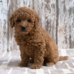 Kimberly/Mini Labradoodle									Puppy/Female	/8 Weeks,Meet Kimberly! She will be a great addition to your life! She is looking for a loving family to be a part of and will bring joy to you each day! Family raised, up to date on shots and dewormer, and comes with a 1 year genetic health guarantee. She’s socialized with our children, who help care for the puppies!! She comes with a small bag of food, blanket, toy and a collar. Give us a call today! We’re open Monday-Saturday 8-8 and closed on Sundays. Sunday messages will be returned on Monday. Country Echo Pets,  Raymond Lapp Sunbury Pa 17801 Pa License #17927
