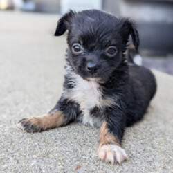 Adopt a dog:Koda/Chihuahua/Female/May 12, 2026,Hi, I'm Koda! I'm an 8-week-old male Chihuahua with a beautiful black & tan coat, born on May 12. I'll be ready to go home to my forever family after July 7, once I'm grown enough to leave my litter. When I reach my adult size, I should weigh between 8–12 lbs. I'm APRI registered. I can't wait to make your home my forever playground.