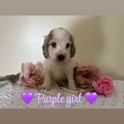 Kc reg vet checked show Cockers/Cocker Spaniel/Female/Sex: Mixed Litter,TAKING VEIWINGS NOW Our Sable show type cocker spaniel Lili (KC Reg / Health Tested) has had 9 beautiful show cocker spaniel puppies that are looking for their forever homes. Mum has an amazing temperament and pedigree (family pet). Ralph (Daddy) KC Reg GPRA / CPRA & FN Clear Sable (Chocolate Sable) Show Type Cocker Spaniel who is also a very laid back, gentle and fantastic pedigree.