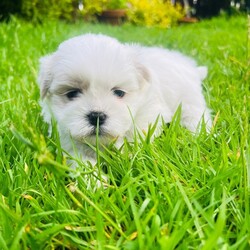 Adopt a dog:Malshi puppies for sale/Malshi/Female/Sex: Mixed Litter,Beautiful Malshi puppies for sale. Boy and 1 girl sold. Two gorgeous girls still available
