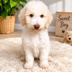 Adopt a dog:F1b bernedoodle puppies last sweet boy /Bernedoodle/Female/Sex: Mixed Litter,FULLY HEALTH TESTED PARENTS Due to being let down I now have a party cream boy available he is now fully vaccinated We are delighted to offer a beautiful litter of f1b benedoodle puppies raised in a loving family environment and will be well socialised from an early age