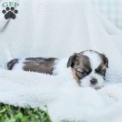 Lars/Shih Tzu									Puppy/Male	/7 Weeks,To contact the breeder about this puppy, click on the “View Breeder Info” tab above.