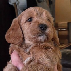 Adopt a dog:Double doodle puppies for sale/Double Doodle/Female/Sex: Male,2 beautiful boys ready to go July 21st  onwards . Both parents can be seen (and grandparents on dad's side if required) Will be fully wormed and come with follow on food. Deposit secures.